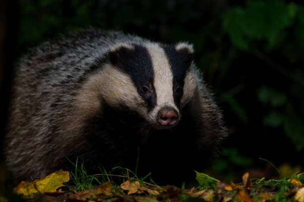 istock European badger in the forest 1359835871
