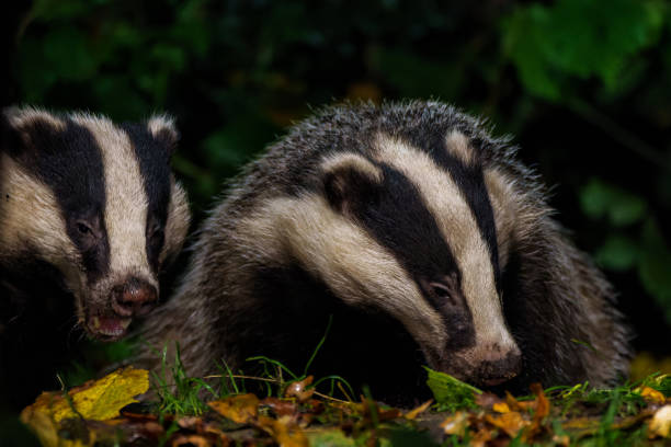 istock European badger in the forest 1359835874