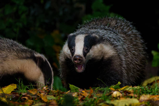 istock European badger in the forest 1359835904