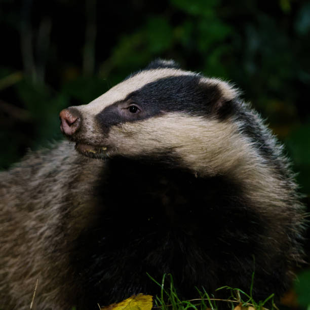 istock European badger in the forest 1359835905