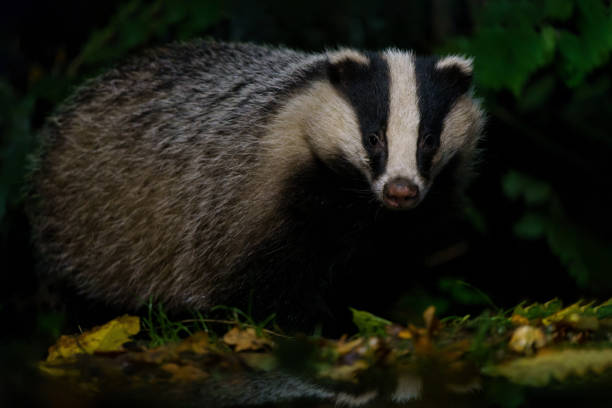istock European badger in the forest 1359835908