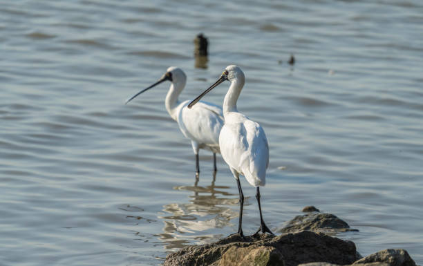 심천 중국에서 검은 얼굴 숟가락 - black faced spoonbill 뉴스 사진 이미지