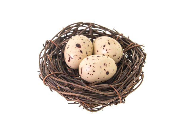 bird nest with eggs isolated on white background