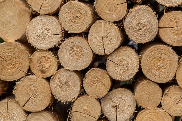 산업용 목재 로그 저장 더미. 쌓인 나무 통나무벽이 배경으로 합니다. 자연 나무 로그 배경의 더미. - 15824 뉴스 사진 이미지