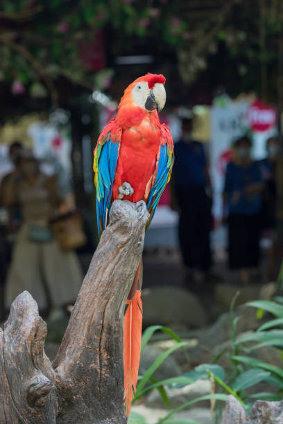 papagaio-da-arara com penas coloridas. retrato do papagaio-da-arara escarlate colorido. pássaro papagaio-de-arara no jardim - 15830 - fotografias e filmes do acervo