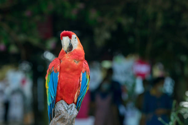 papuga ara z kolorowymi piórami. portret kolorowej papugi scarlet macaw. papuga ara w ogrodzie - 15831 zdjęcia i obrazy z banku zdjęć