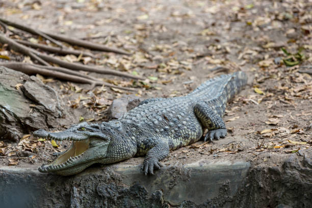 krokodile mit offenen kiefern. die entspannung des straßenkrokodils. krokodile ruhen sich auf der krokodilfarm aus - 15838 stock-fotos und bilder