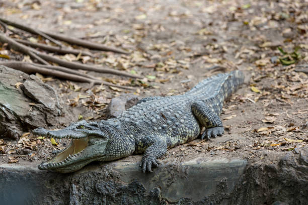 cocodrilos con mandíbulas abiertas. la relajación del cocodrilo asaltante. cocodrilos descansando en crocodile farm - 15838 fotografías e imágenes de stock