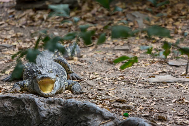 crocodilos com mandíbulas abertas. o relaxamento do crocodilo assaltante. crocodilos descansando na fazenda crocodilo - 15839 - fotografias e filmes do acervo