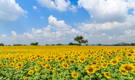 field of blooming sunflowers on a background of blue sky, Lop Buri THAILAND