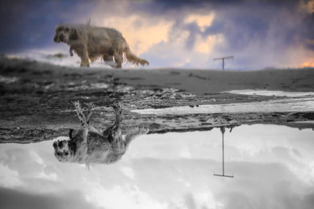 dog drinking water