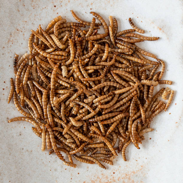 istock Close-up of edible mealworms 1359837513