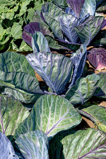 istock Fresh cabbage leaves and plant growing in garden 1359838918