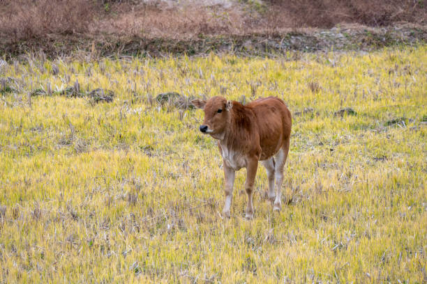 The calf was grazing in the field