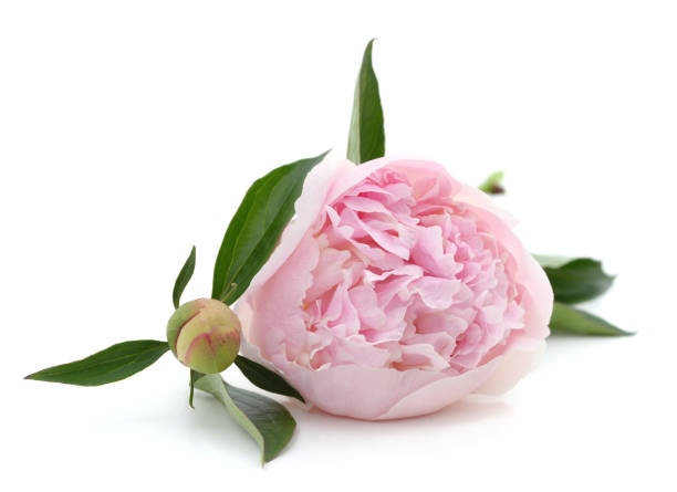 istock One flower of the peony. 1359839709
