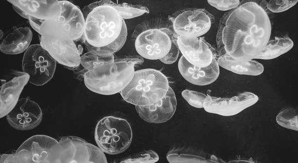 istock Jellyfish in the deep sea 1359841764
