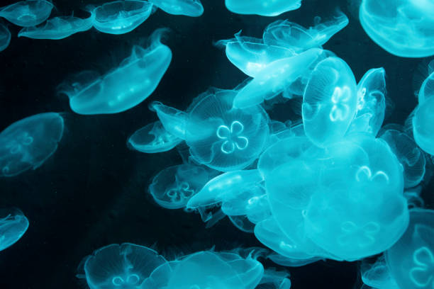 istock Jellyfish in the deep sea 1359842520