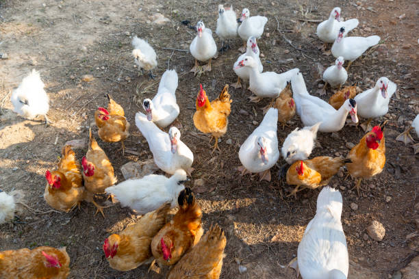 istock Chickens and ducks on the farm 1359842618