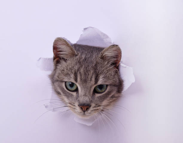 istock The gray cat stuck its head in white paper. 1359843769