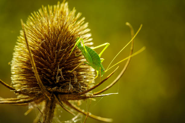 Closeup of a grasshopper on a withered plant with blurry background
