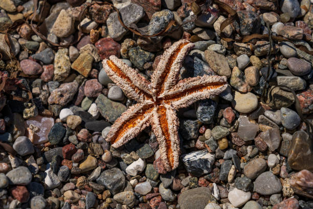 istock Closeup of a starfish 1359844066