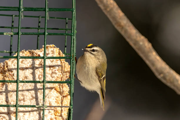 The golden-crowned kinglet (Regulus satrapa) on the feeder Natural scene from Wisconsin park regulidae stock pictures, royalty-free photos & images