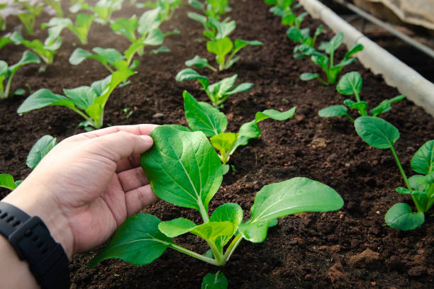 istock Farmer checking up organic spinach in plant nursery farm. 1359844975