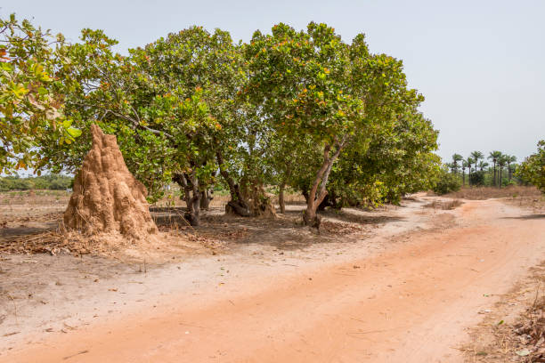 Dirt road and termite mound in the Makasutu region, The Gambia