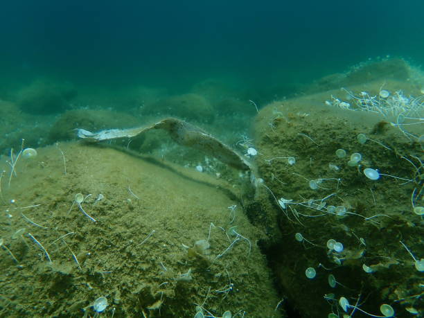 istock Plastic garbage underwater, Aegean Sea, Greece, Halkidiki. Sea pollution. 1359846102