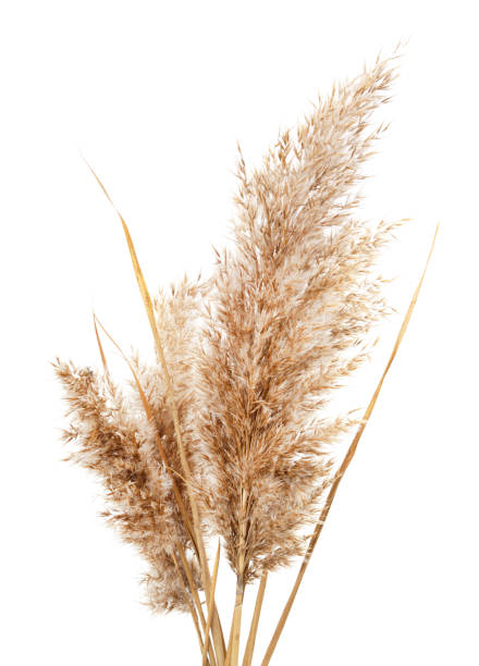 istock Bouquet of cane. 1359846129