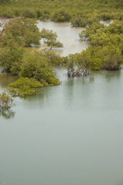 istock Mangroves in Makasutu, The Gambia 1359846169