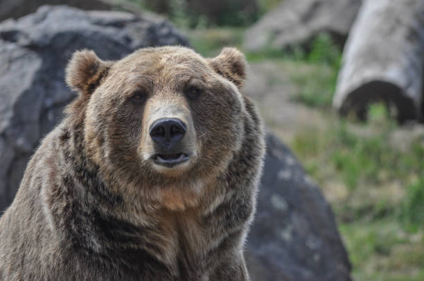 istock Grizzly Bear Portrait 1359846965