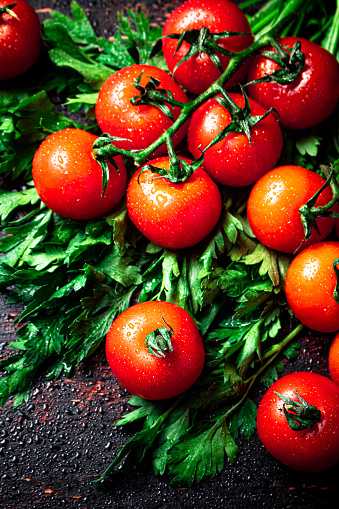 Fresh tomatoes on a branch with parsley. Against a dark background. High quality photo