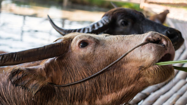 istock Big white buffalo on swamp eating grass 1359848355