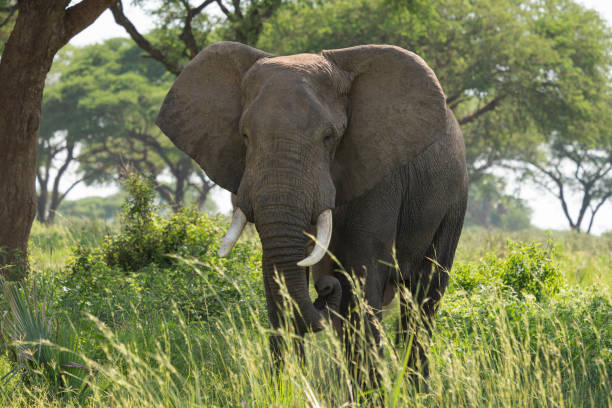 istock African elephant, Loxodonta africana 1359848417