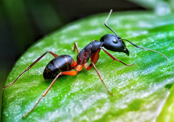istock Macro photography of an ant 1359850567
