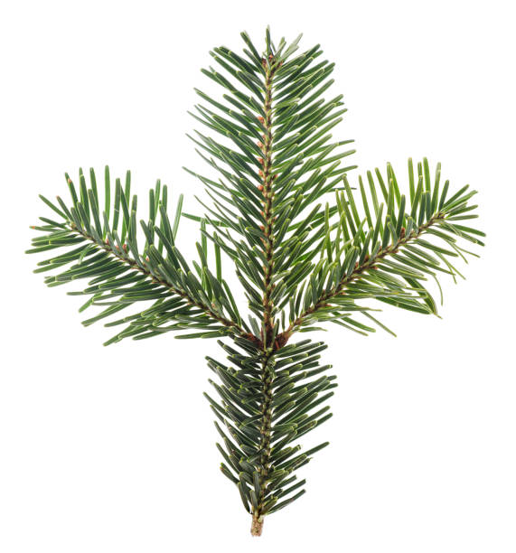istock Branch of a Christmas tree on a white background, cut. Isolated 1359850672