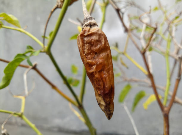 istock wilted and dry chili 1359850804