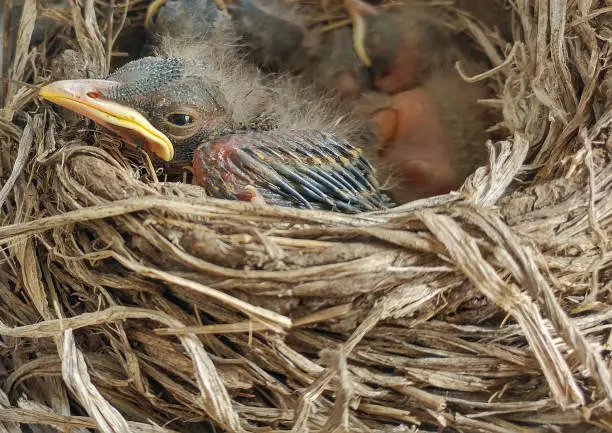 Closeup side view of baby bird resting in nest, extreme close up details of wings, feathers and beak, wildlife photo.