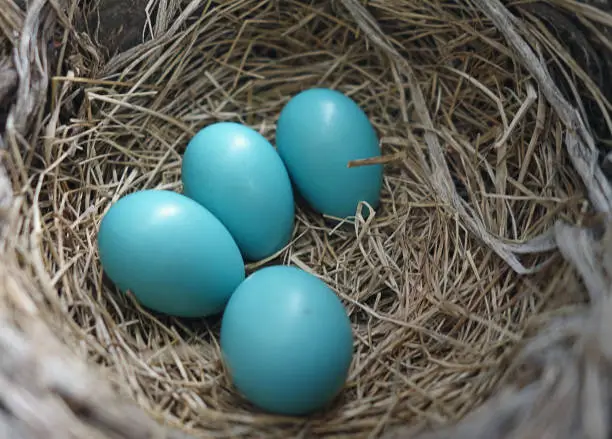 Closeup top view of an American Robin's bird nest with blue eggs.