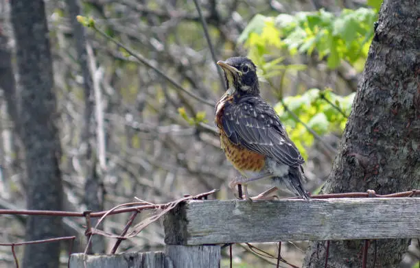 Beautiful baby robin perched on a fence post on a blurred wildlife nature background photo.