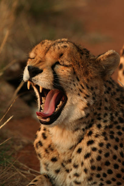 istock Cheetah in the bush 1359852846