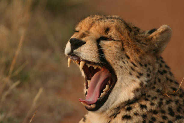 istock Cheetah in the bush 1359852847
