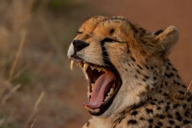 Cheetah in the bush in the wild yawning and hunting at dusk
