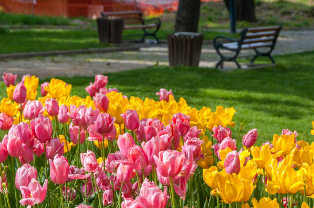 istock Tulips in a park in Istanbul 1359852962