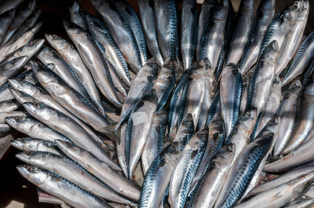 Close-up of fish in Istanbul