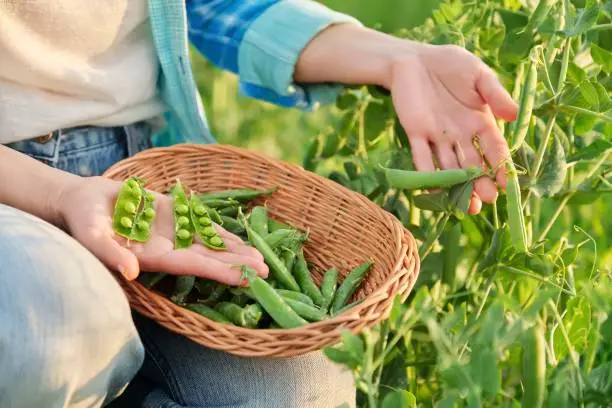 Photo of Woman with freshly picked green pea pods peeling and eating peas in vegetable garden