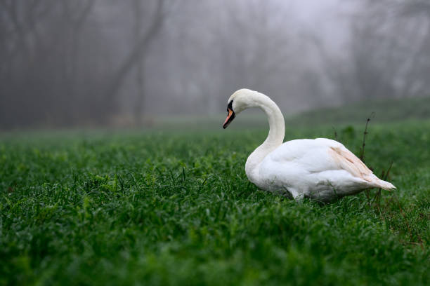 White swan in a field by the river