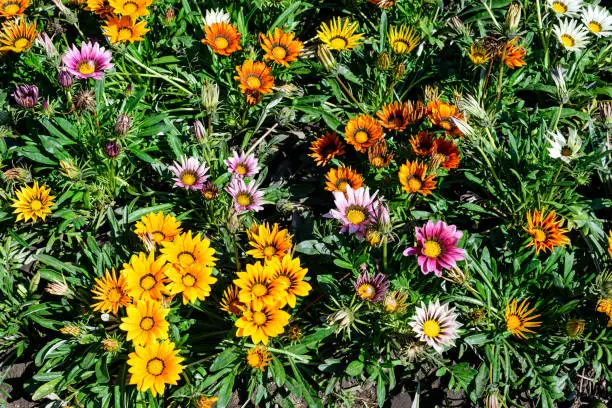 Many vivid yellow, orange and red gazania flowers and blurred green leaves in soft focus, in a garden in a sunny summer day, beautiful outdoor floral background