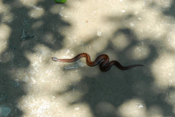 Zigzag viper on a dirt road, Bieszczady Mountains, Poland